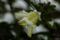 Clematis Alba Luxurians 2 23-11-2008