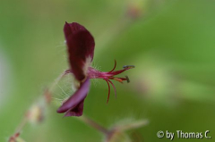 Geranium phaeum im Profil