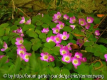 Oxalis acetocella _Rubra