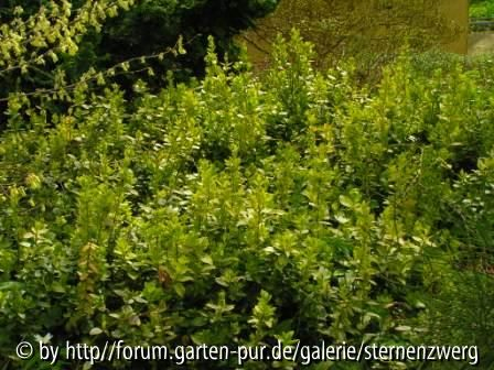 Euonymus fortunei _Emerald_n Gold