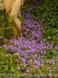 Campanula poscharskyana _Stella