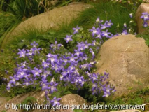 Campanula poscharskyana _Blue Gown