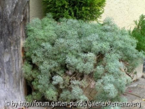 Artemisia canescens