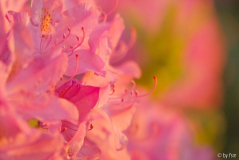 Rhododendron 1 25-05-2008