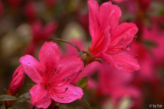 Azalea 1 01-05-2008