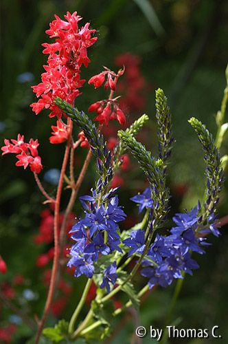 Heuchera und Veronika - rot blau grün