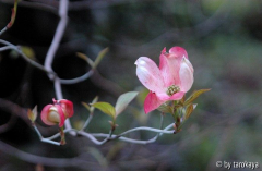 cornus carlotta