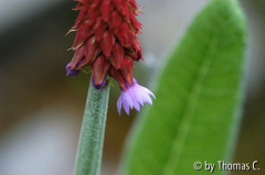 Primula vialli Beginn der Blüte