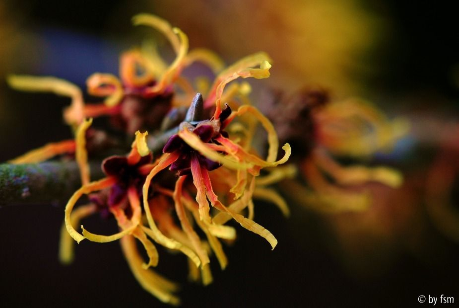 Hamamelis 1 08-02-2009