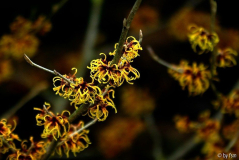 Hamamelis 2 08-02-2009