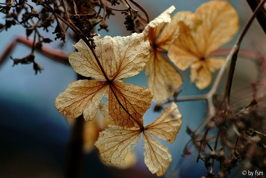 Hortensia 1 08-02-2009