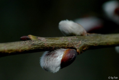 Salix 3 15-02-2009