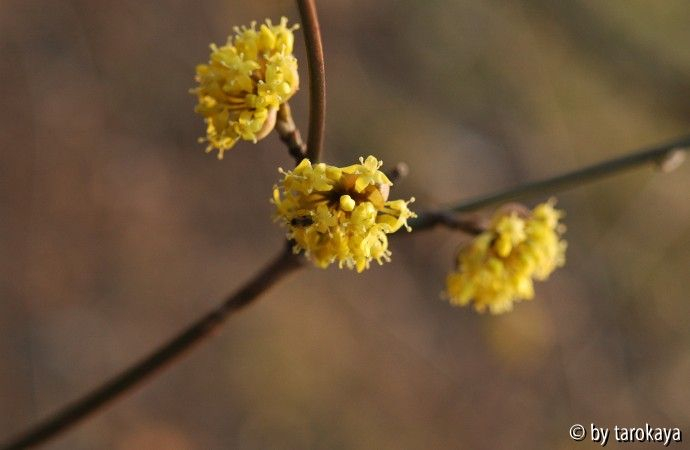 vorfrühling loc09