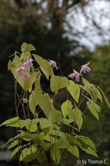 Epimedium