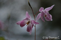 Epimedium-Blüten