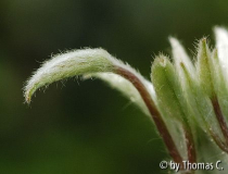 Clematis Piilu