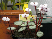 Cyclamen-coum-Silverleaf-Al.jpg