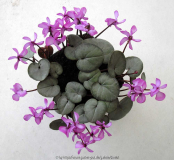 Cyclamen-coum.jpg