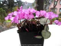 Cyclamen coum.jpg