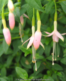 Fuchsia magellanica var. molinae