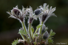 Pulsatilla Ganzkörperfoto