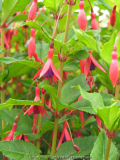 Fuchsia regia var. reitzii