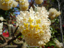 Edgeworthia papyrifera 01