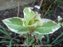 hortensie tricolor.jpg