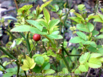 rosenlaub kent mit hagebutte.jpg