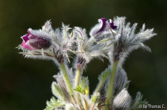 Pulsatilla betropft