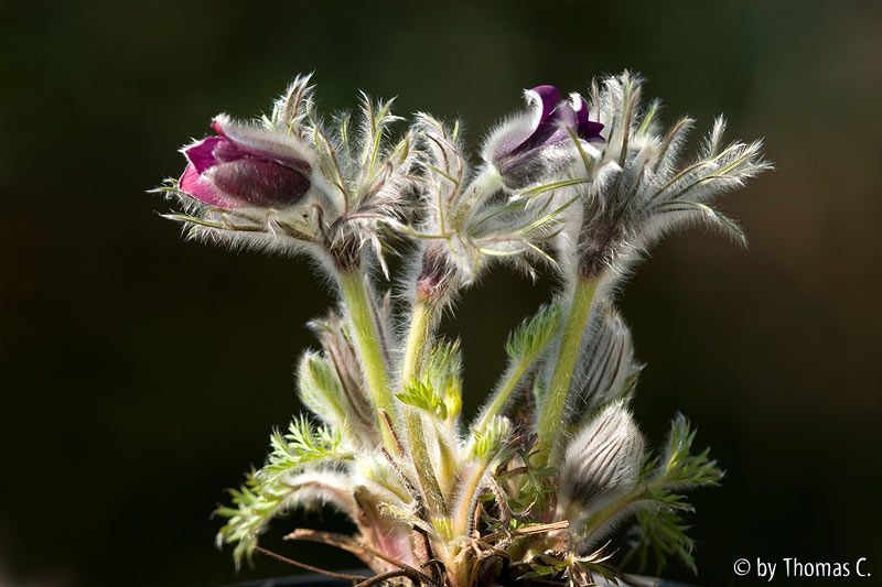 Pulsatilla Ganzkörperfoto besonnt