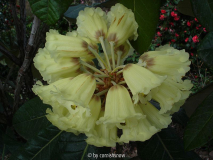 Rhododendron macabeanum II