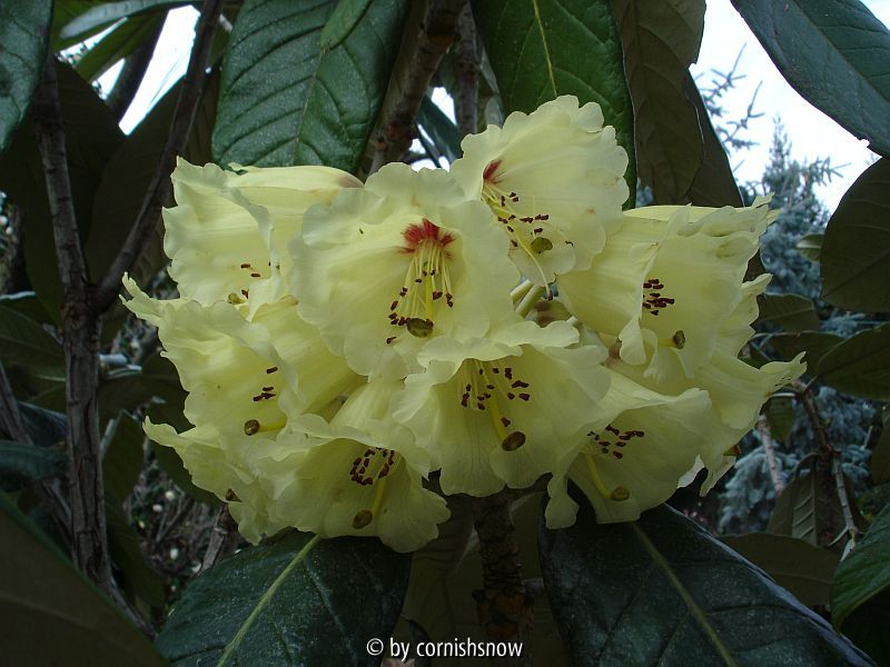 Rhododendron macabeanum I