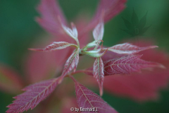 Acer henryi