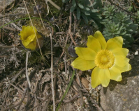 Adonis vernalis