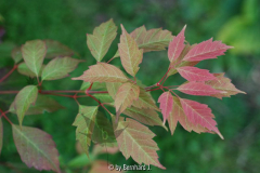 Acer henryi