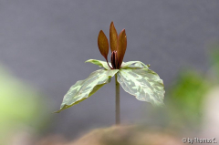 Trillium vor grau