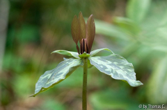 Trillium vor Natur