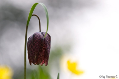 Schachbrettblume mit gelb