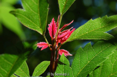 Acer cissifolium