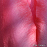 Tulpengeheimnis in pink