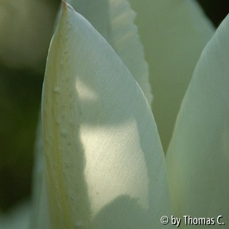 Tulpengeheimnis in weiß