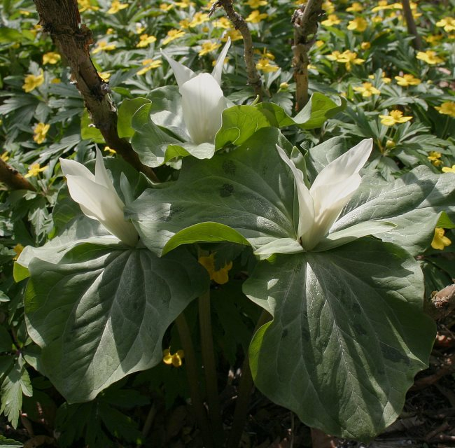 Trillium albidum