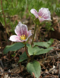 Trillium rivale 'Purple Heart'