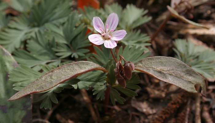 Claytonia lanceolata