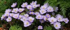 Jeffersonia dubia