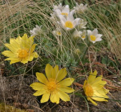 Adonis vernalis