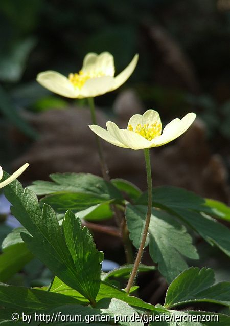 Leipziger Windröschen (Anemone x lipsiensis)