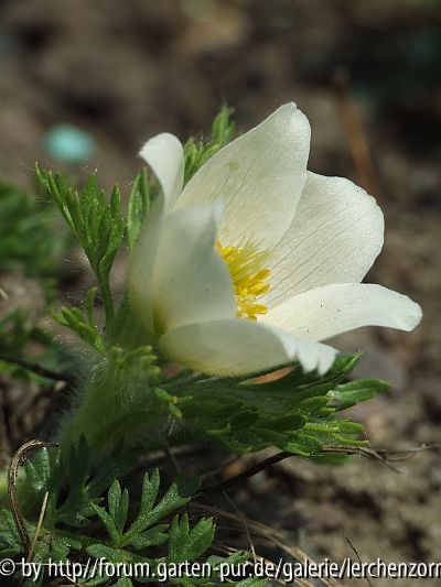 Kaukasus-Küchenschelle (Pulsatilla albana)