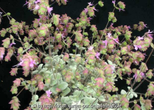 Origanum dictamuns